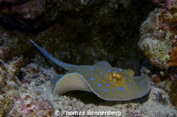Bluespotted ribbontail ray

NIKON D7000 in a Seacam "Pr... by Thomas Bannenberg 